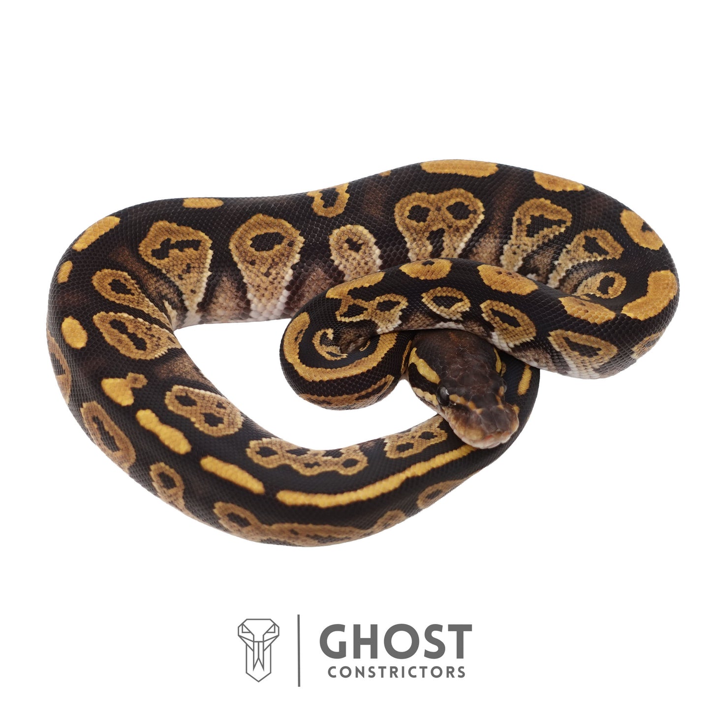 Het Ultramel, Black Head Ball Python | Female