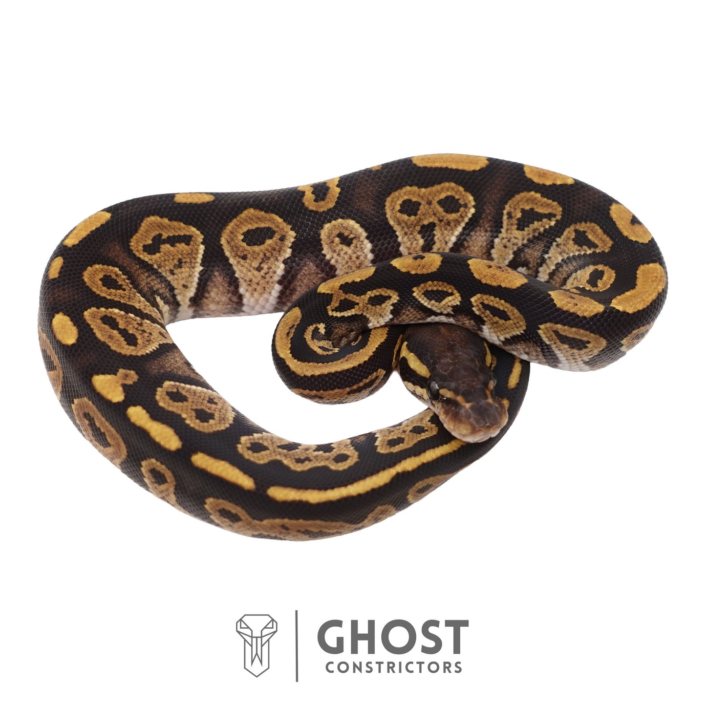 Het Ultramel, Black Head Ball Python | Female