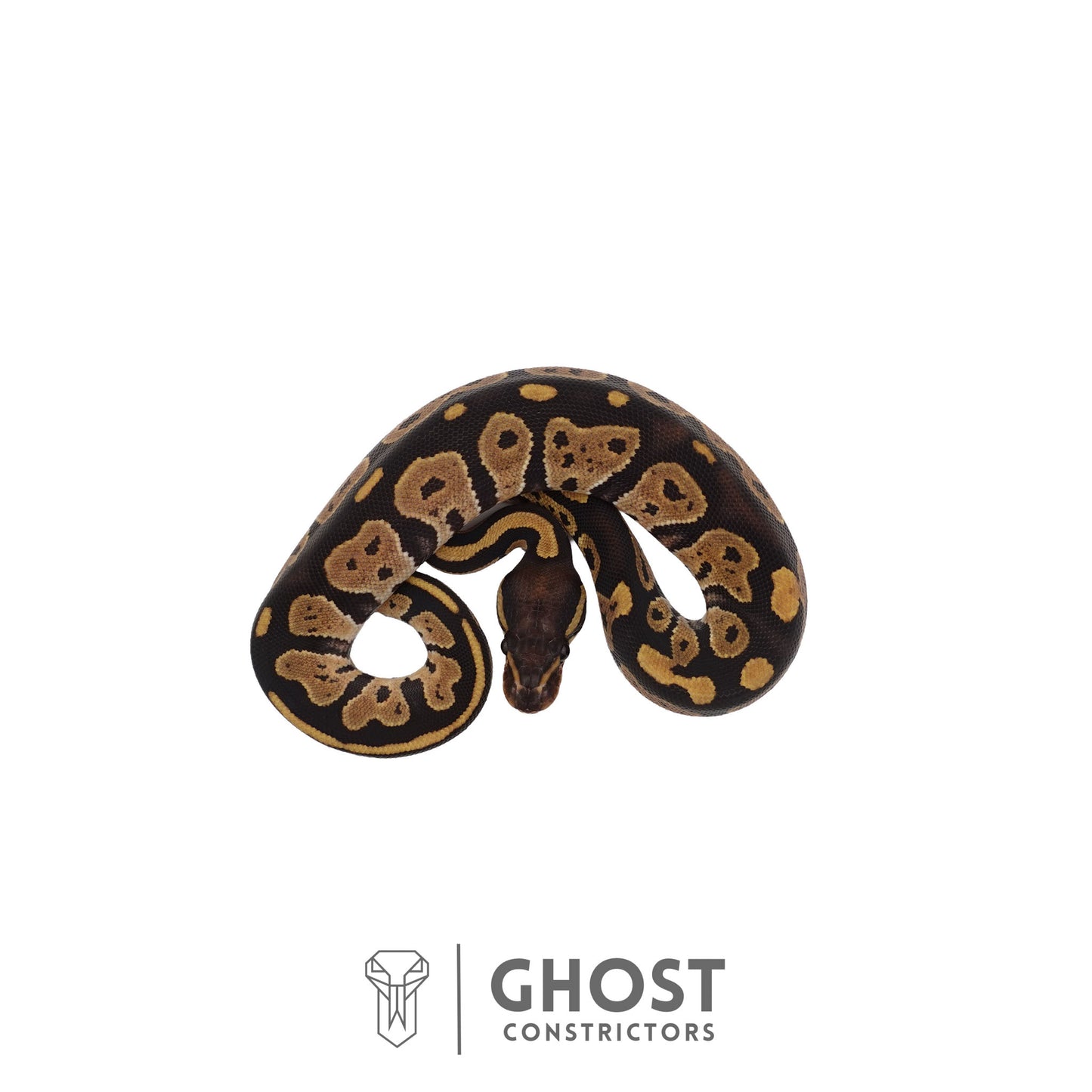 Het Ultramel, Black Head Ball Python | Female
