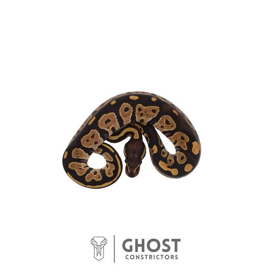 Het Ultramel, Black Head Ball Python | Female