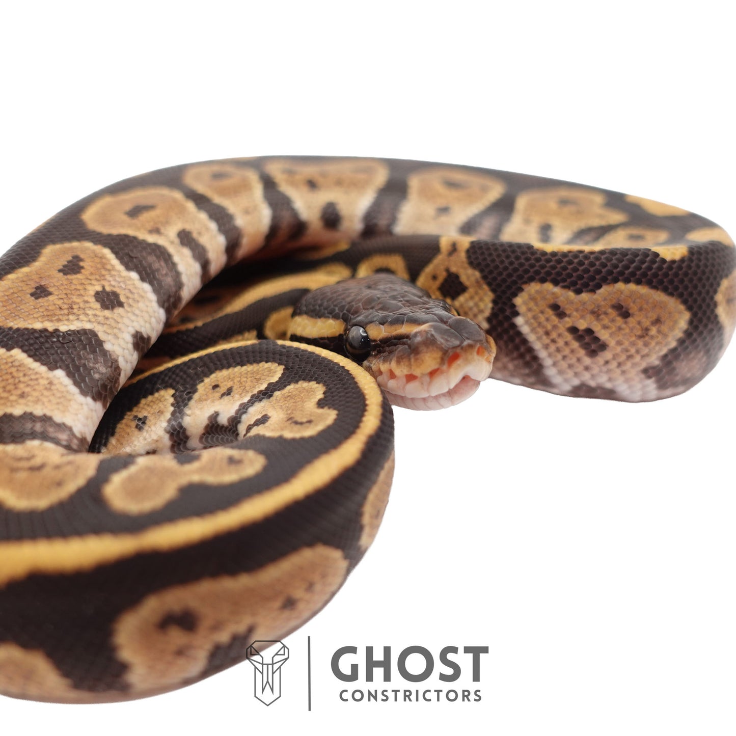 Het Ultramel, Black Head Ball Python | Female