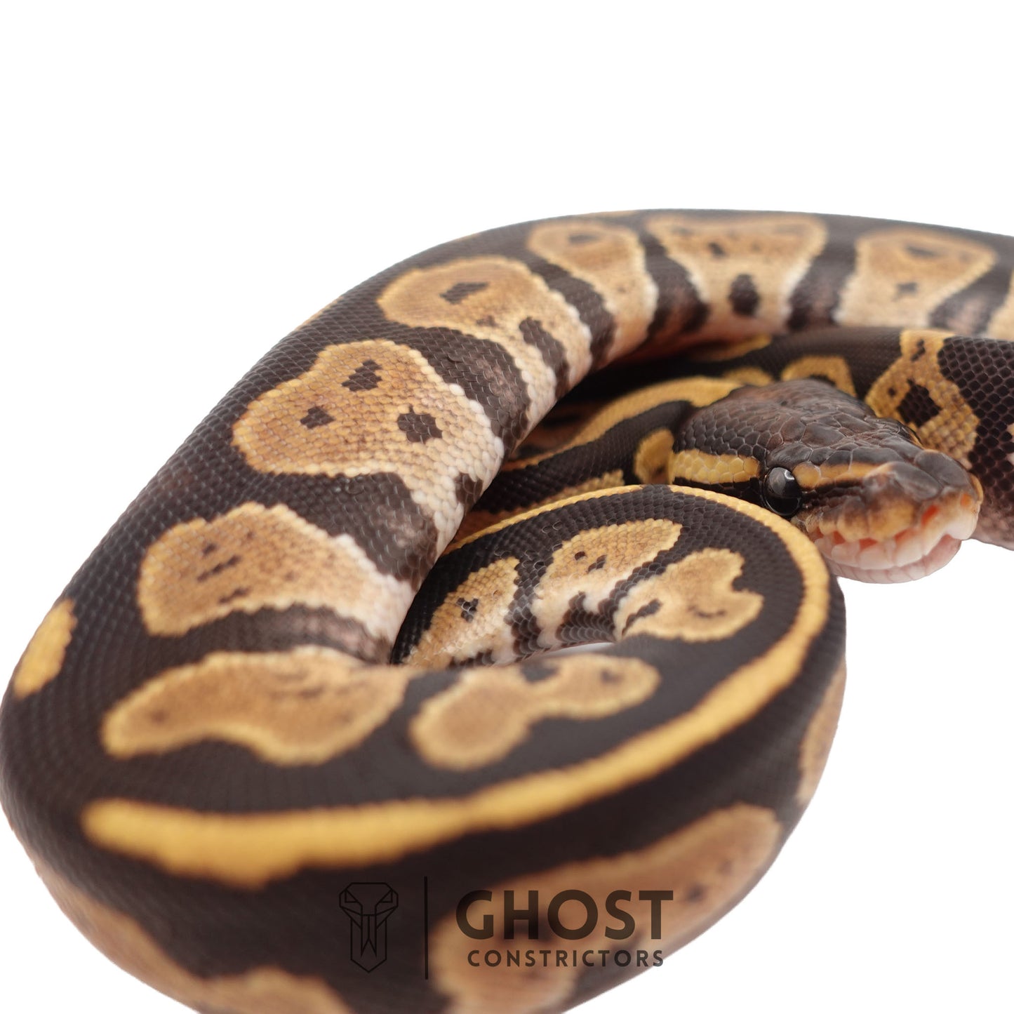 Het Ultramel, Black Head Ball Python | Female