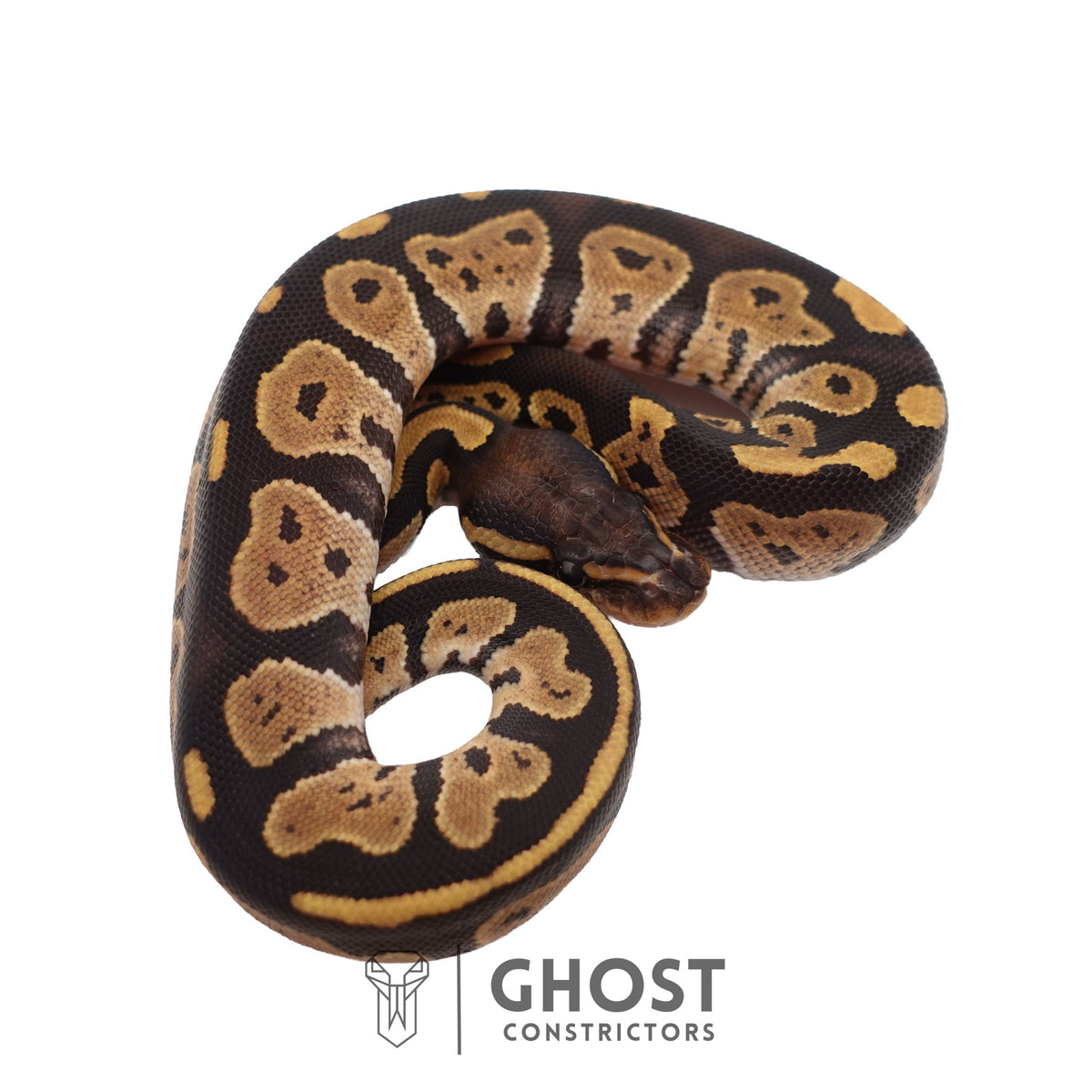 Het Ultramel, Black Head Ball Python | Female