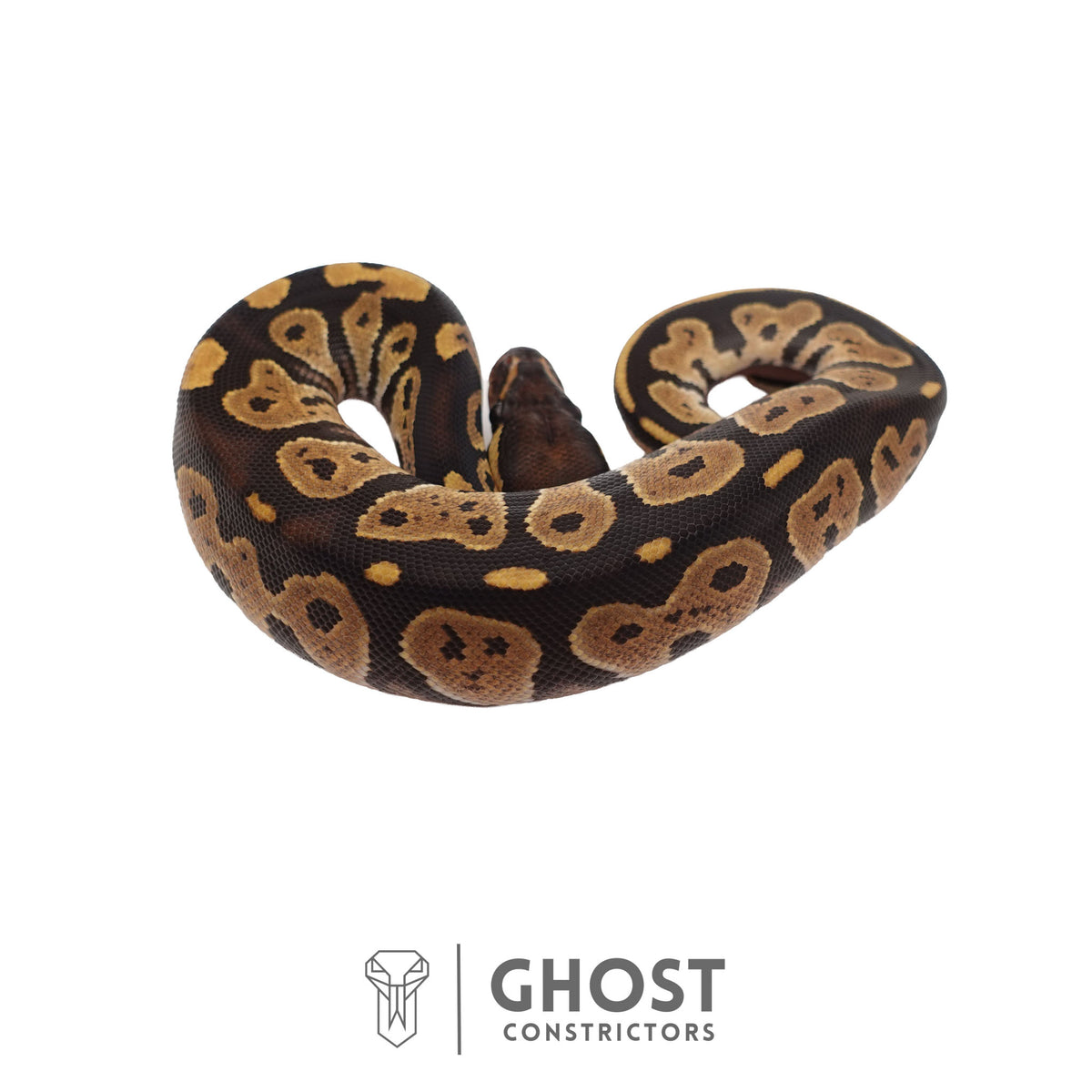 Het Ultramel, Black Head Ball Python | Female