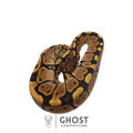 Calla, female ball python identified as Het Ultramel, Ghost Constrictors