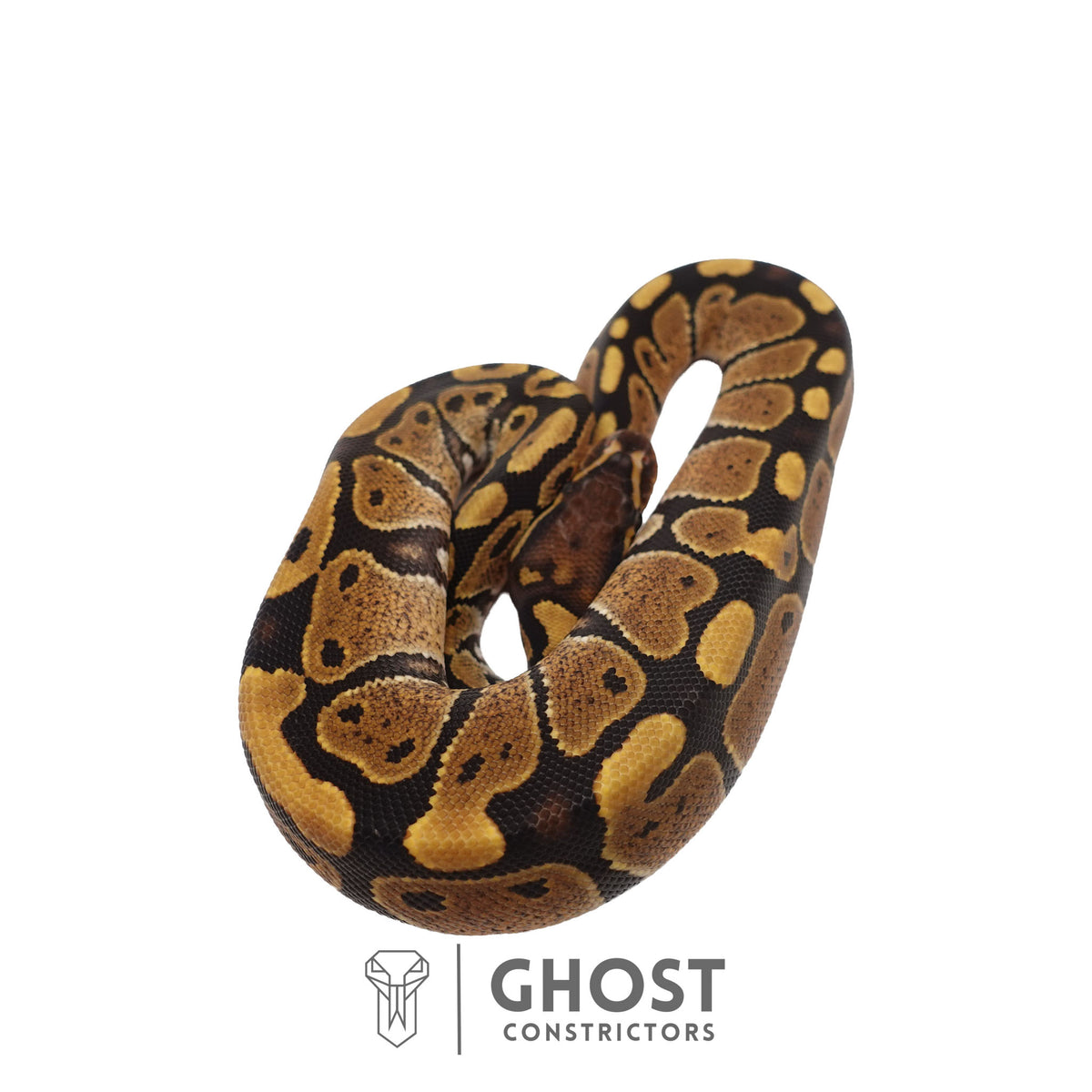 Het Ultramel Ball Python | Female