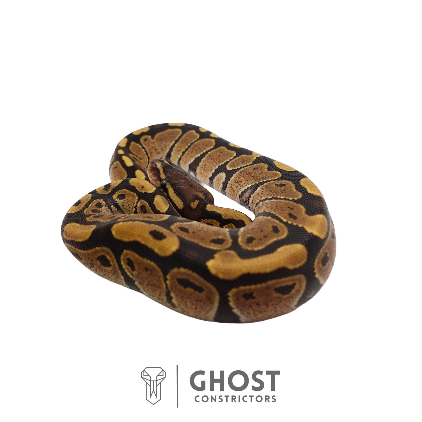 Het Ultramel Ball Python | Female