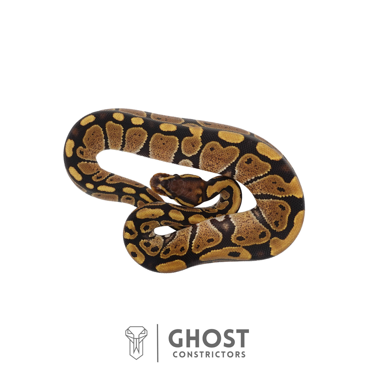 Het Ultramel Ball Python | Female