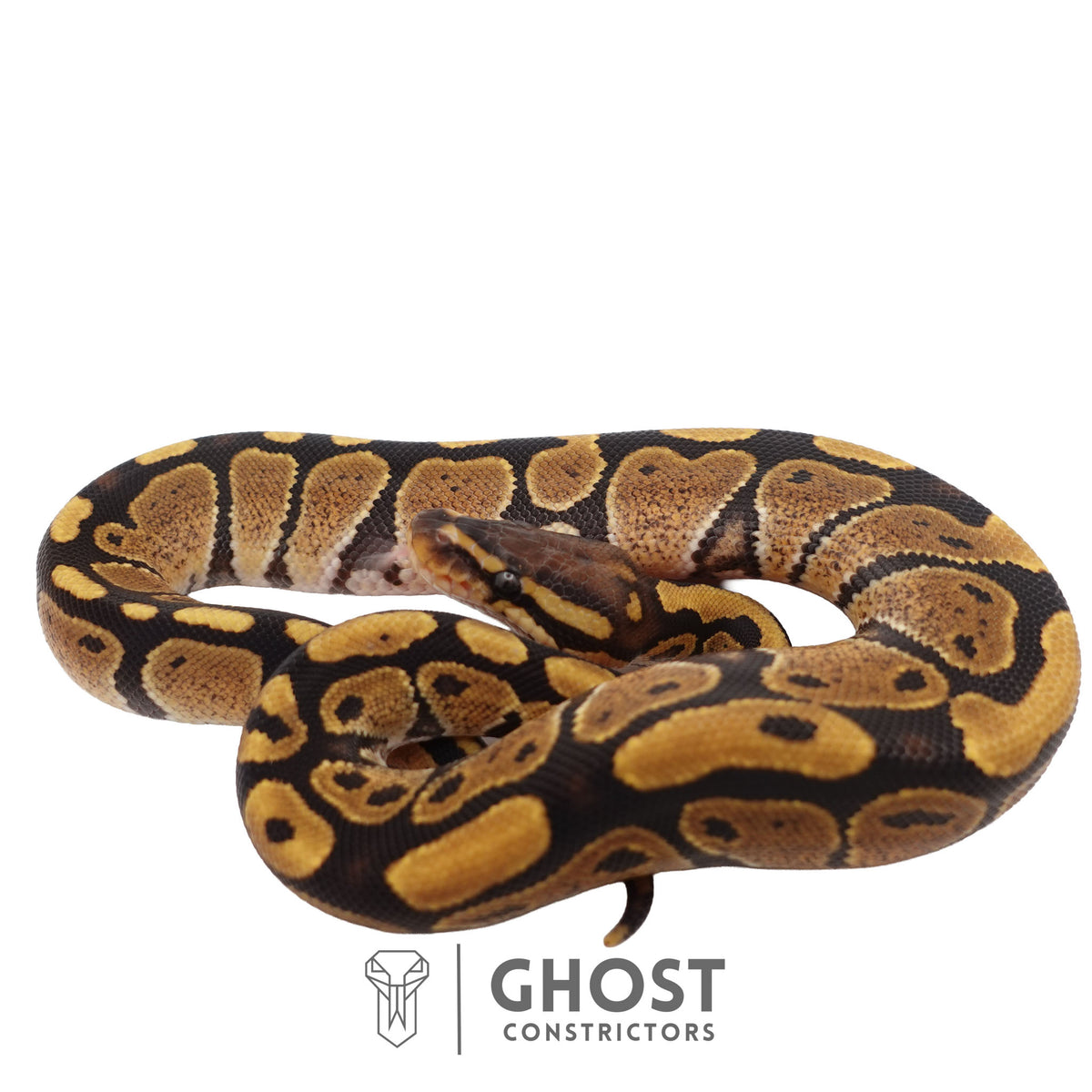 Het Ultramel Ball Python | Female