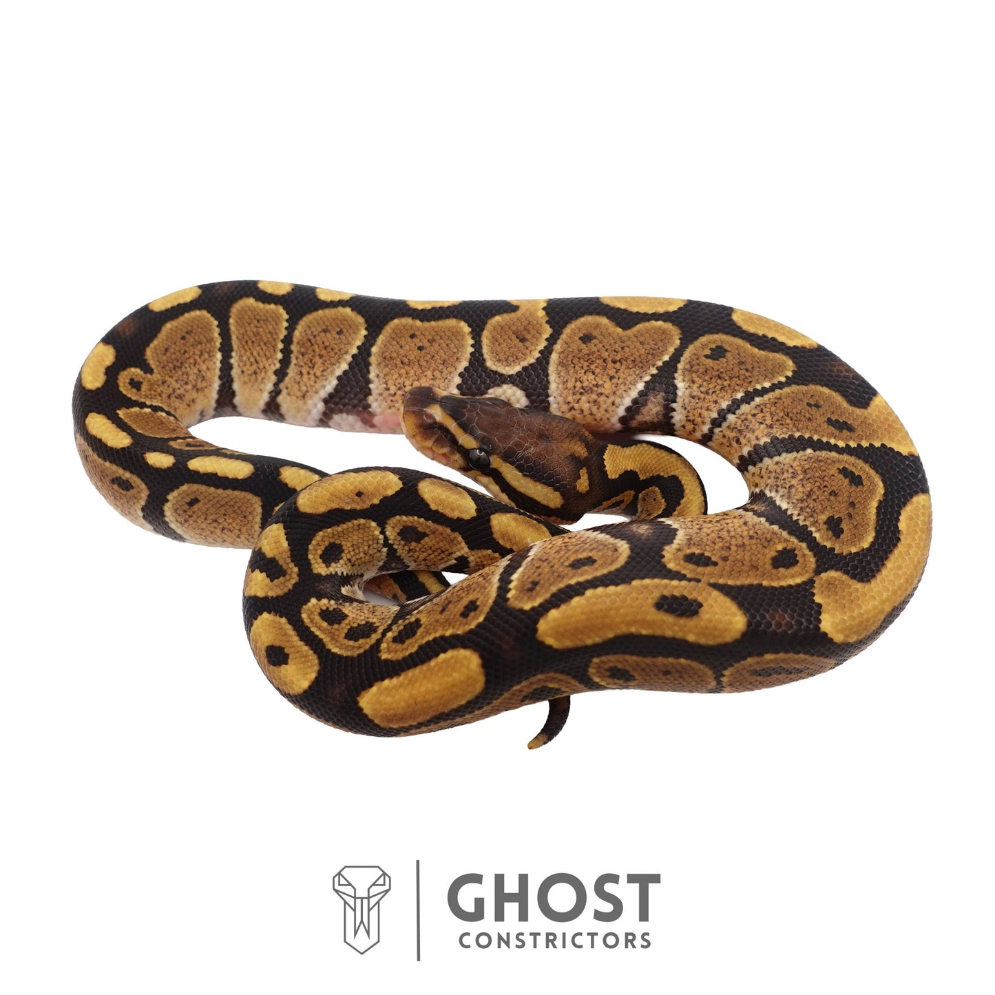 Het Ultramel Ball Python | Female