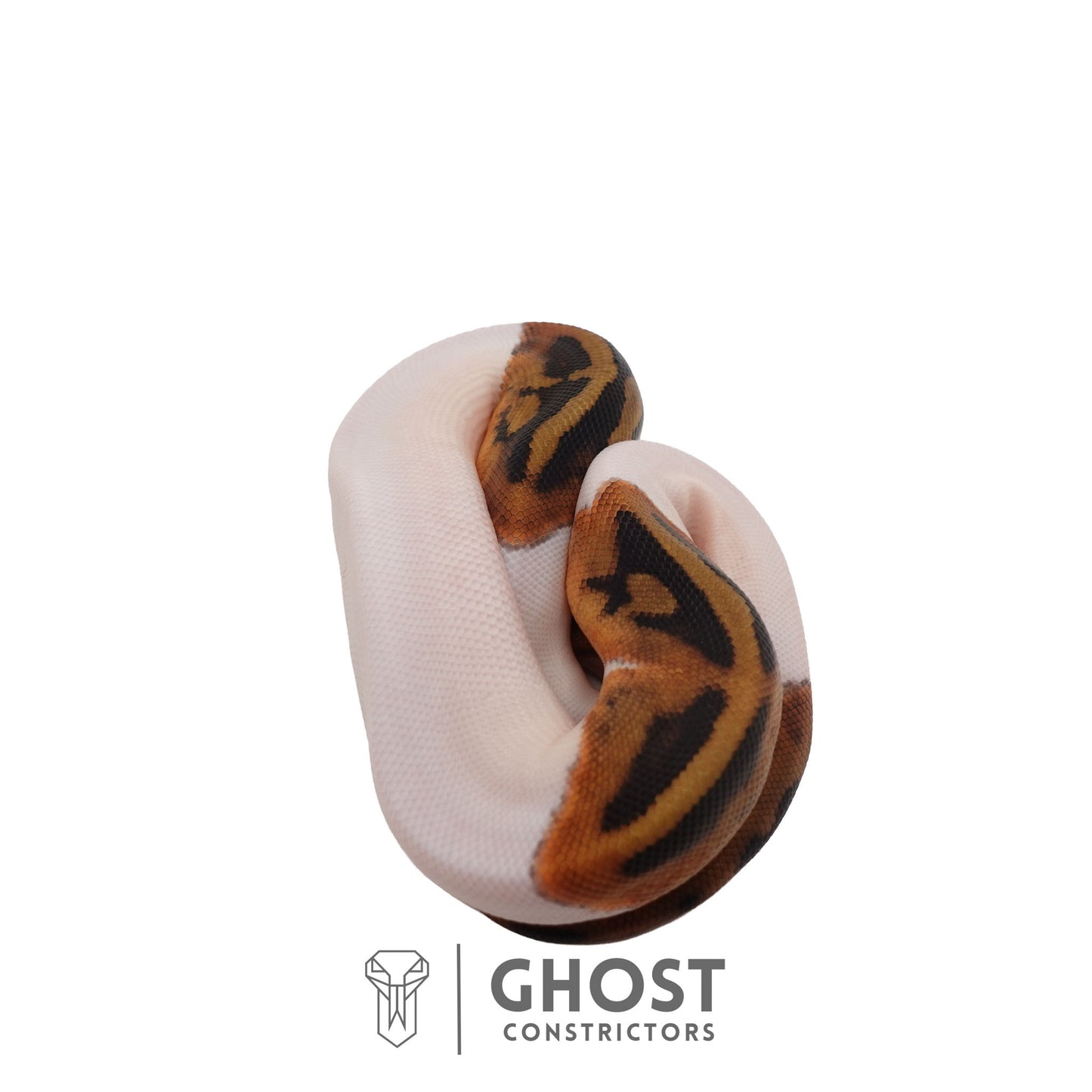 Het Clown, Het Desert Ghost, Piebald Ball Python | Female