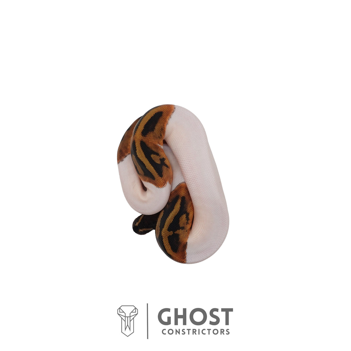 Het Clown, Het Desert Ghost, Piebald Ball Python | Female