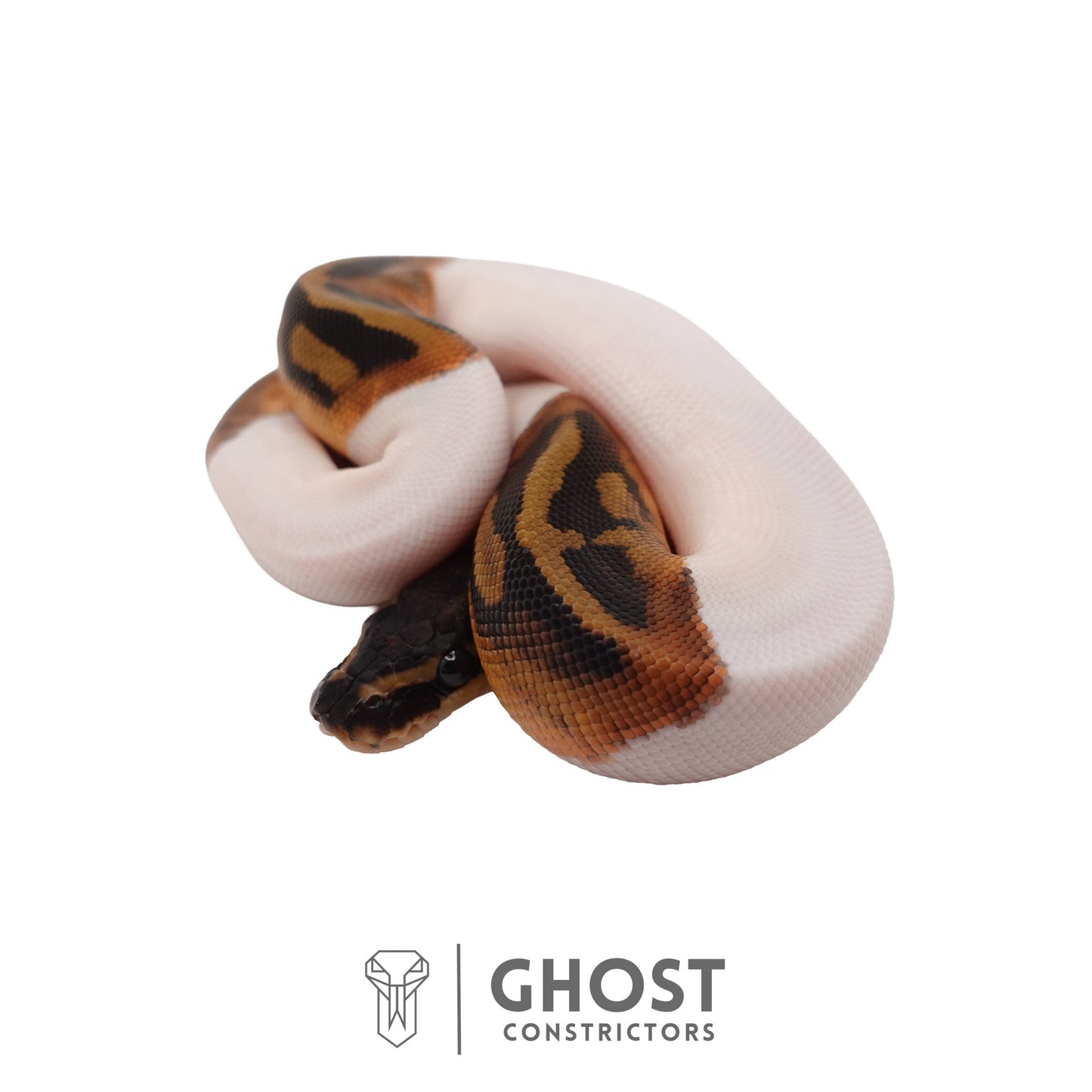 Het Clown, Het Desert Ghost, Piebald Ball Python | Female