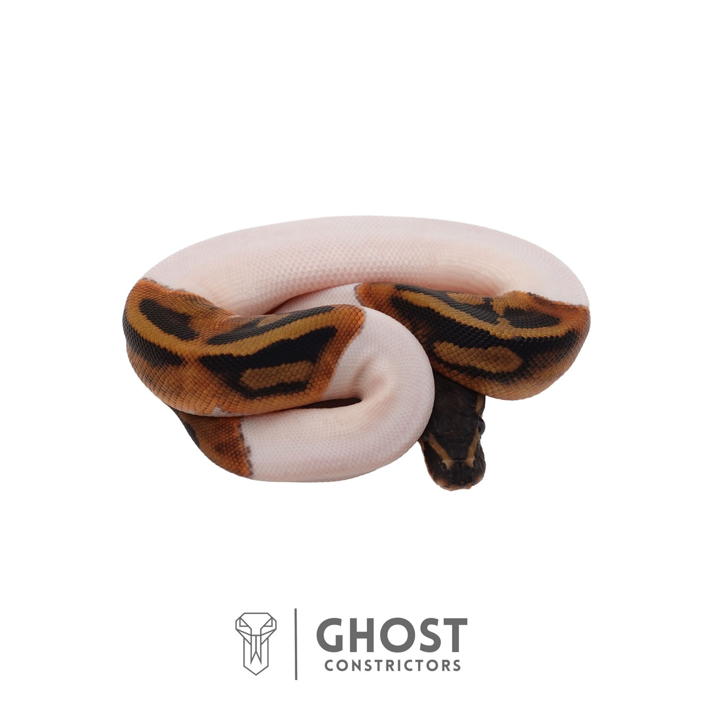 Het Clown, Het Desert Ghost, Piebald Ball Python | Female