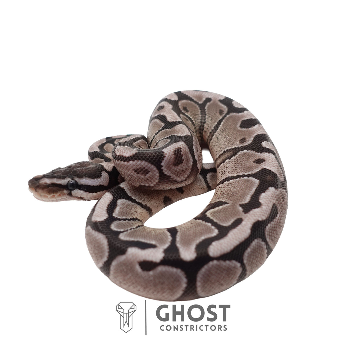 Axanthic (VPI), Enchi Ball Python | Male