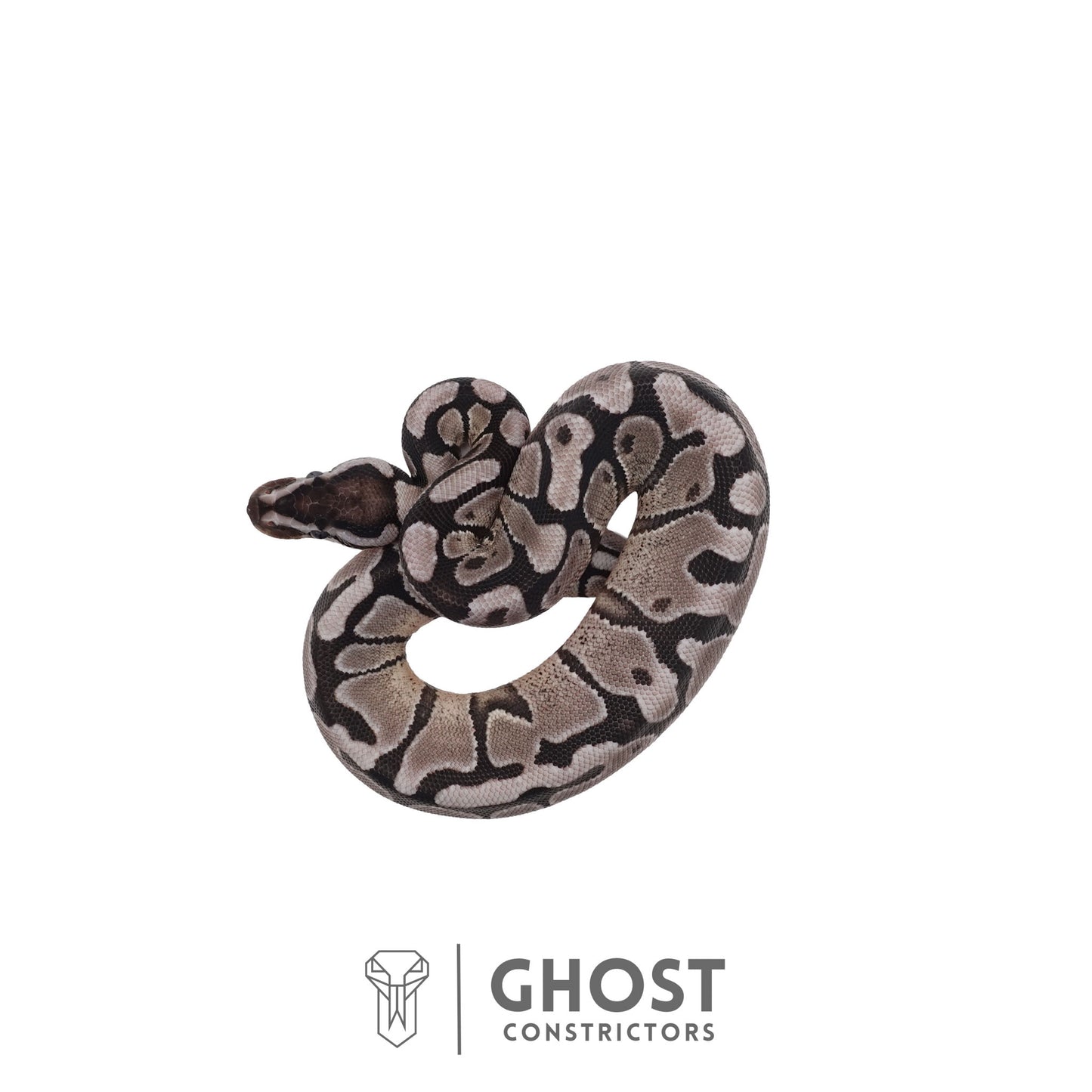Axanthic (VPI), Enchi Ball Python | Male