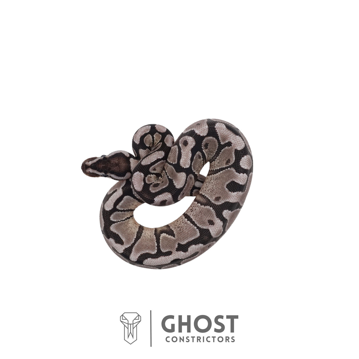 Axanthic (VPI), Enchi Ball Python | Male