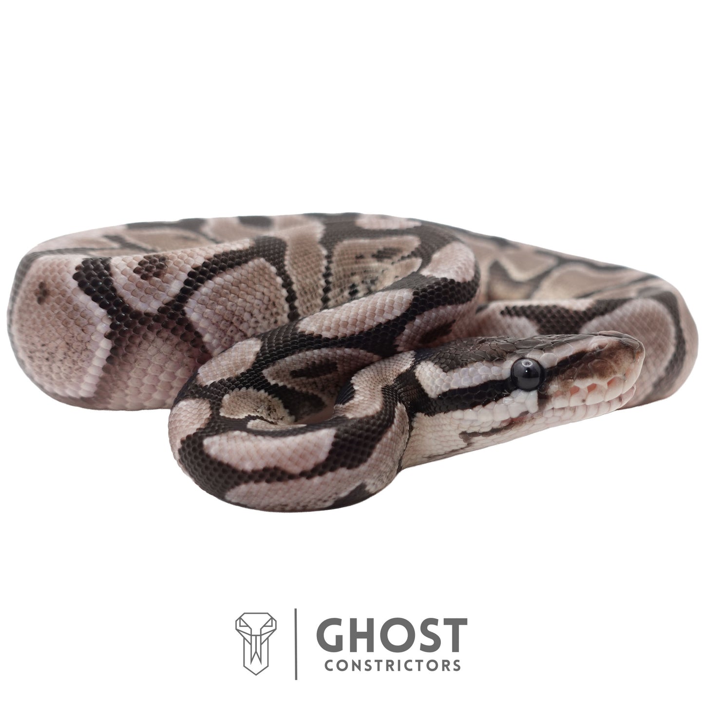 Axanthic (VPI), Enchi Ball Python | Male