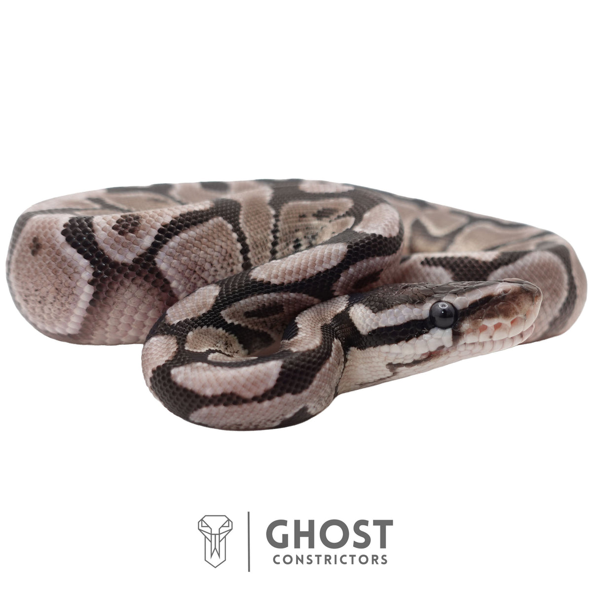 Axanthic (VPI), Enchi Ball Python | Male