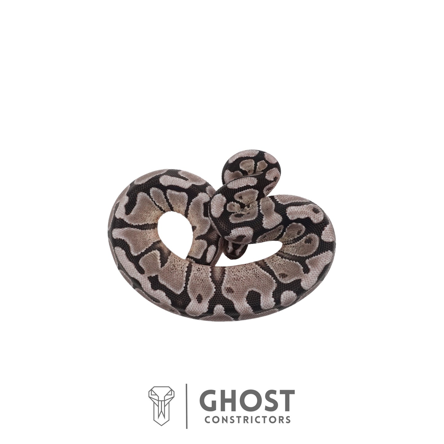 Axanthic (VPI), Enchi Ball Python | Male