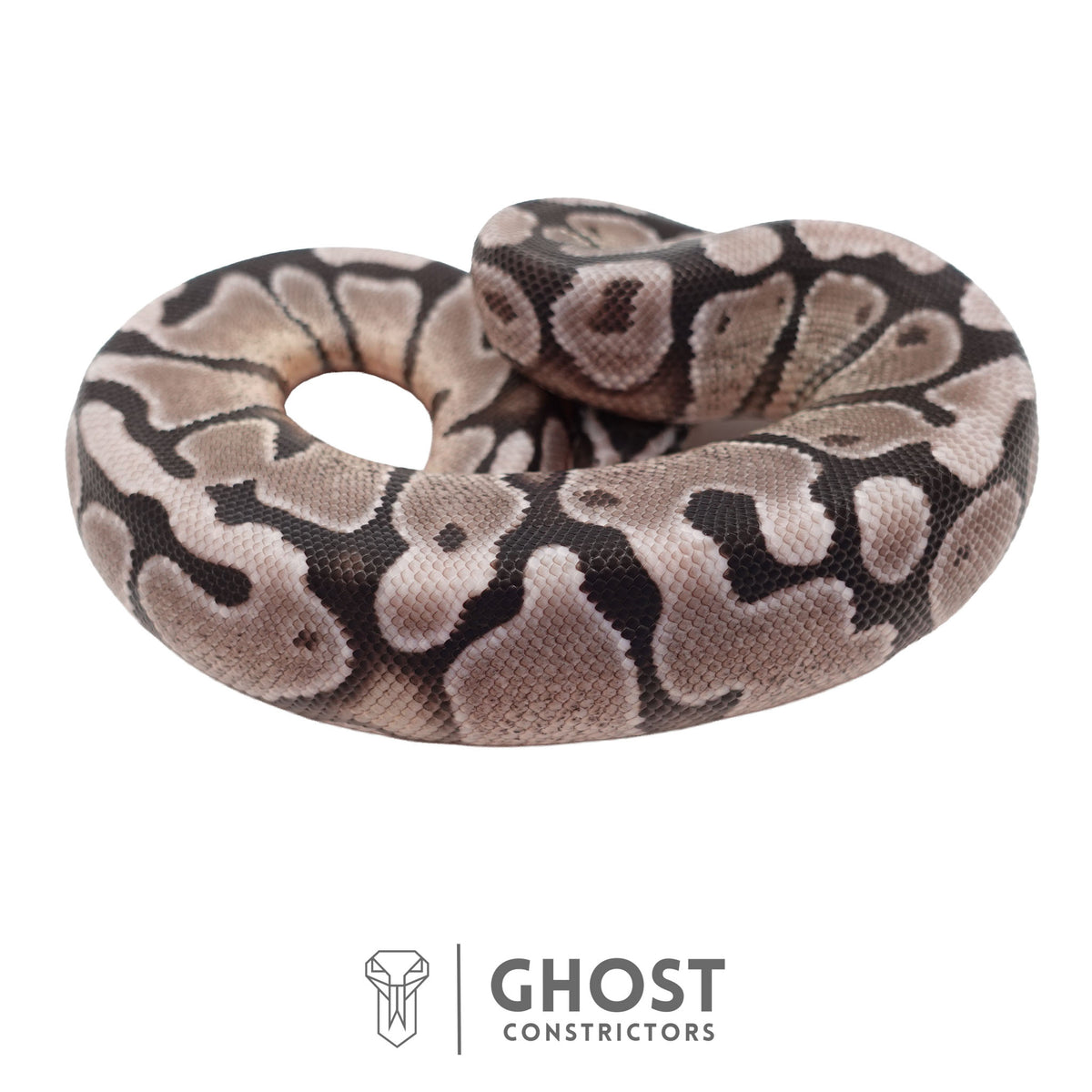 Axanthic (VPI), Enchi Ball Python | Male