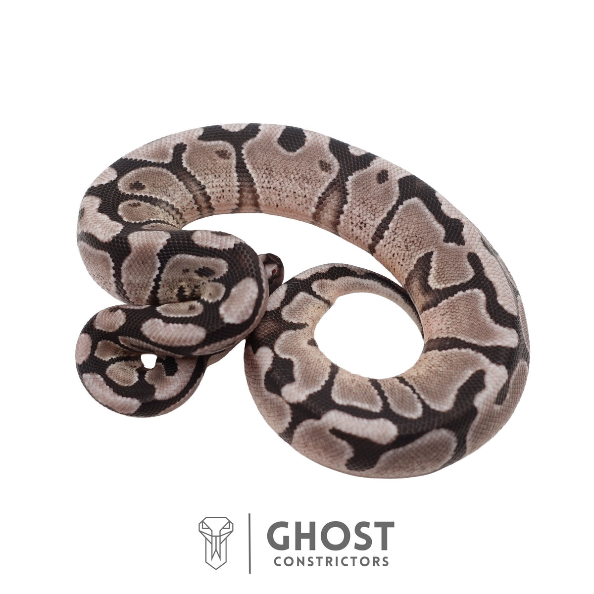 Axanthic (VPI), Enchi Ball Python | Male
