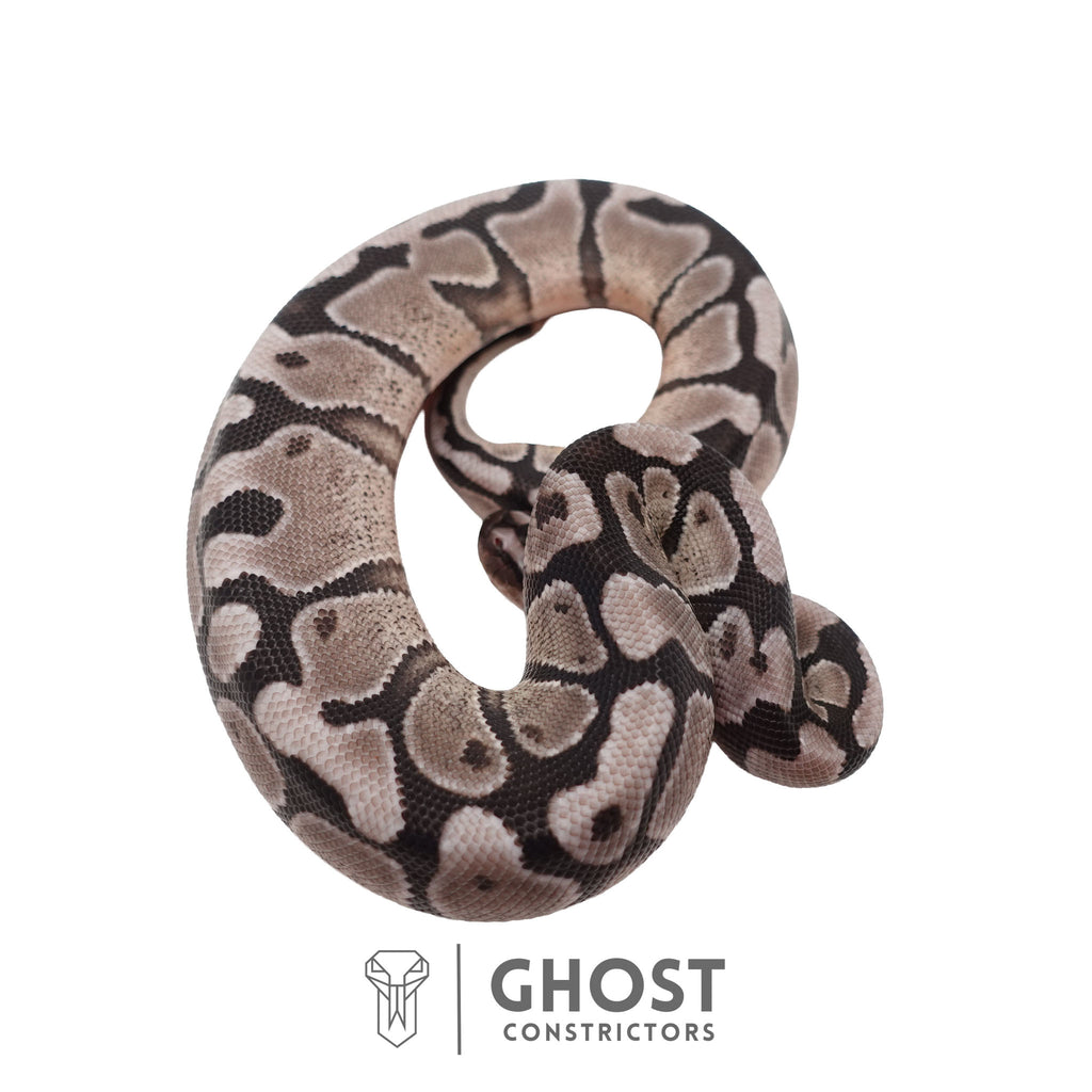 Rocco | Ball Python