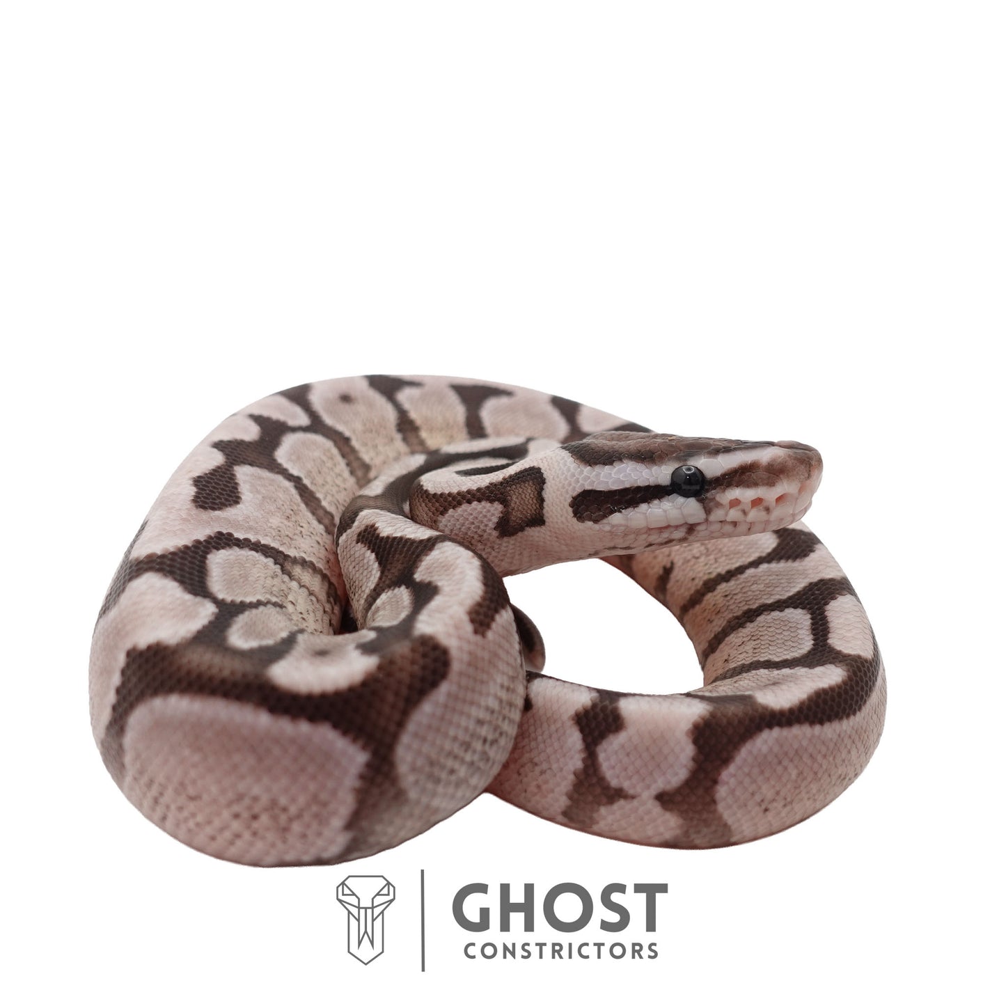 Axanthic (VPI), Fire, Enchi Ball Python | Female