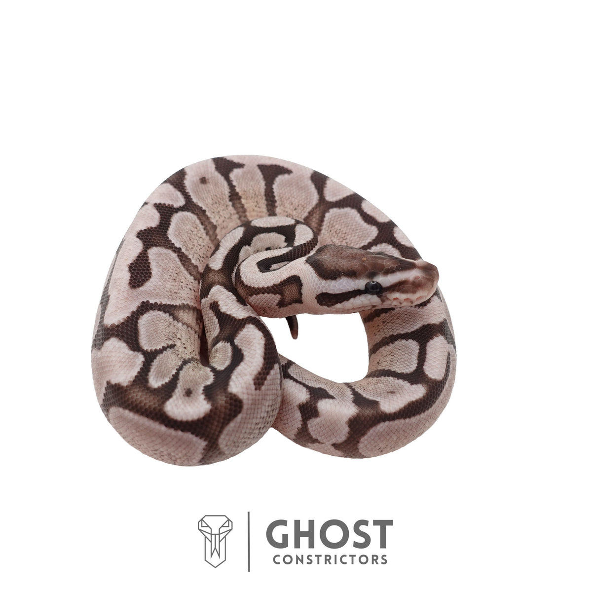 Axanthic (VPI), Fire, Enchi Ball Python | Female