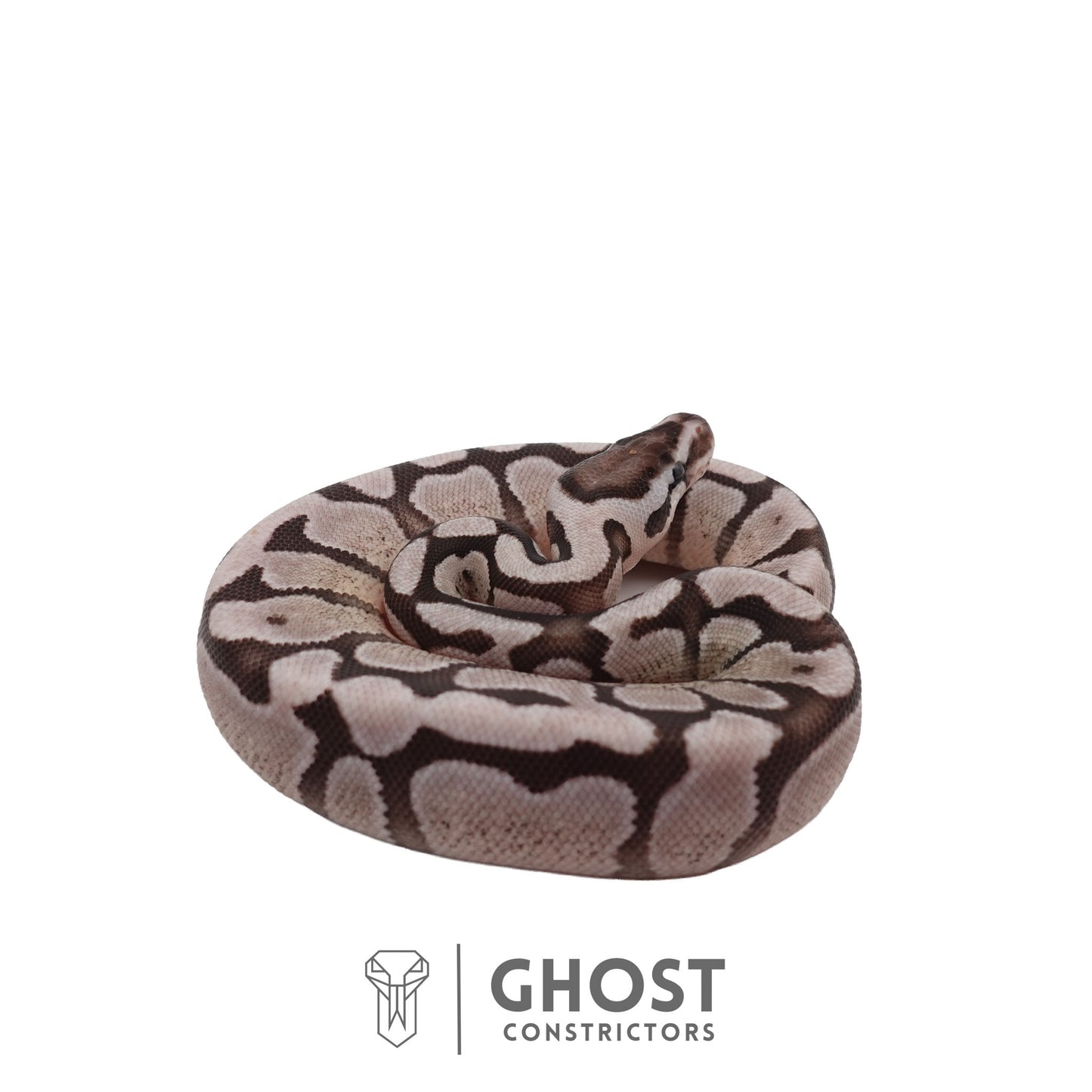 Axanthic (VPI), Fire, Enchi Ball Python | Female