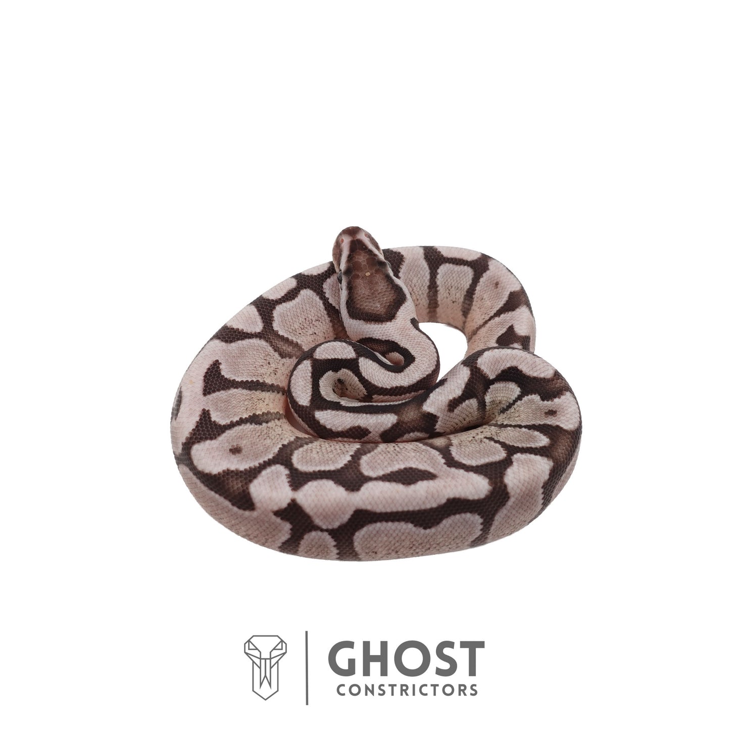 Axanthic (VPI), Fire, Enchi Ball Python | Female