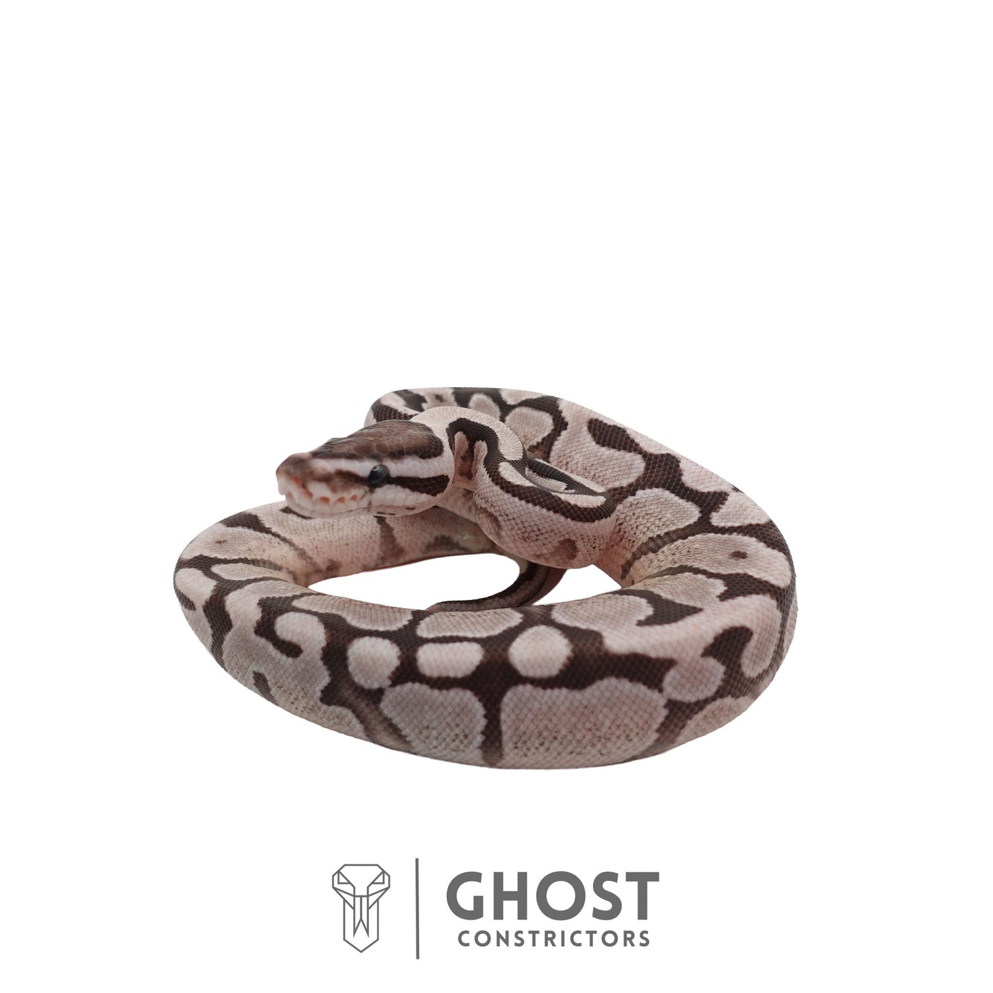 Axanthic (VPI), Fire, Enchi Ball Python | Female