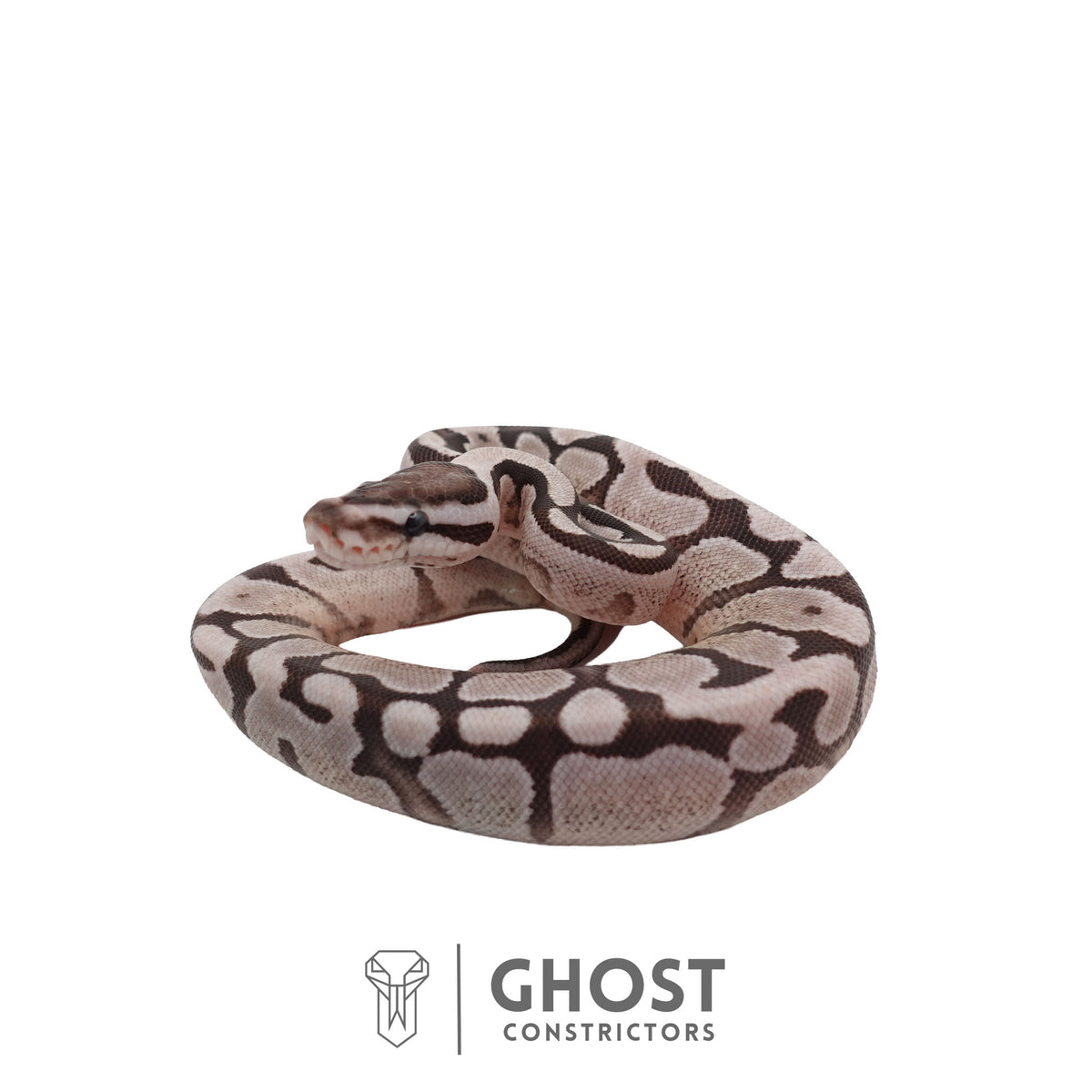 Axanthic (VPI), Fire, Enchi Ball Python | Female