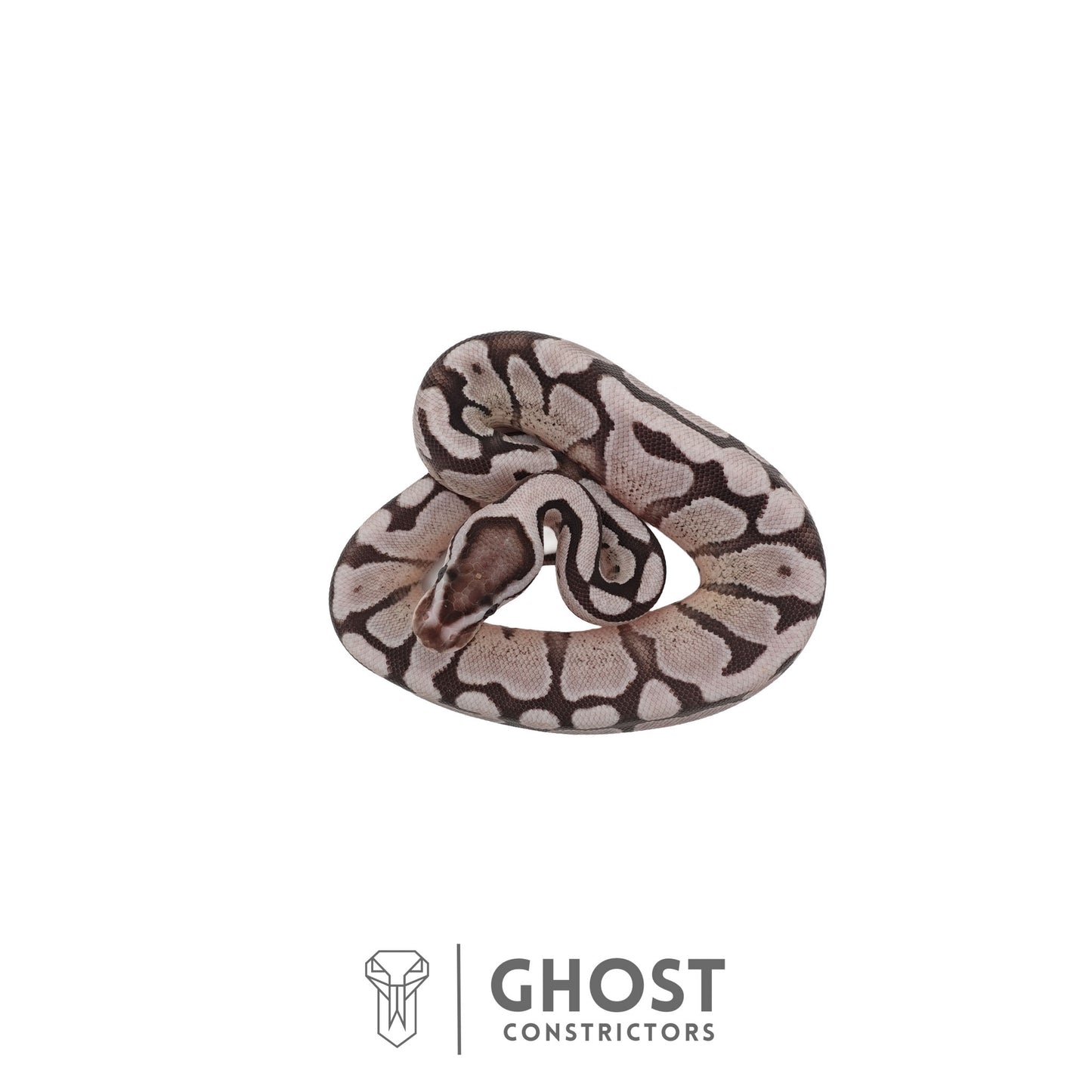 Axanthic (VPI), Fire, Enchi Ball Python | Female