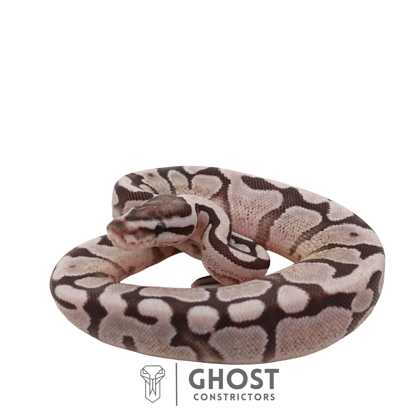 Axanthic (VPI), Fire, Enchi Ball Python | Female