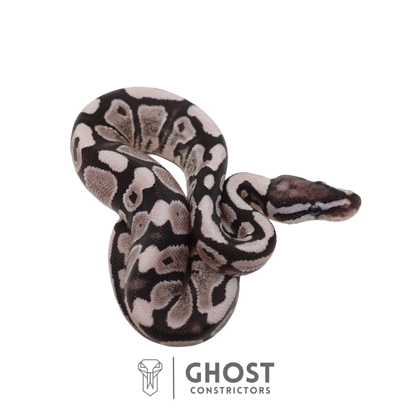 Axanthic (VPI) Ball Python | Male