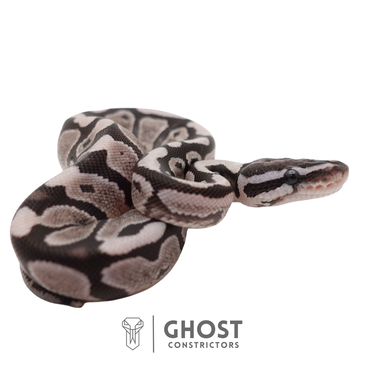 Axanthic (VPI) Ball Python | Male
