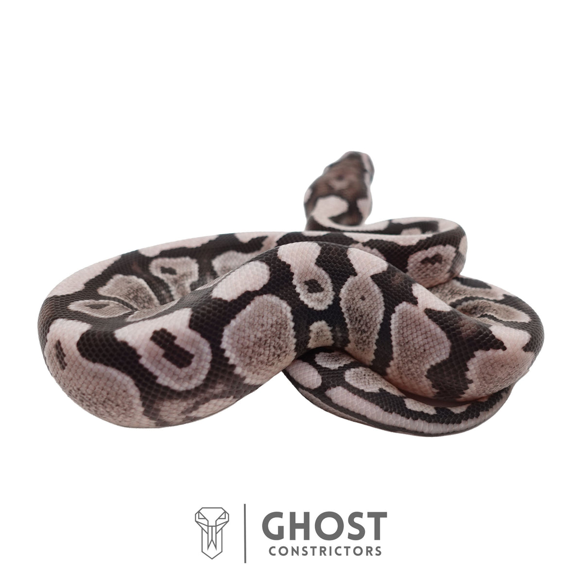 Axanthic (VPI) Ball Python | Male