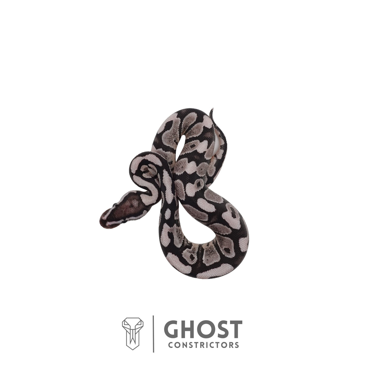Axanthic (VPI) Ball Python | Male