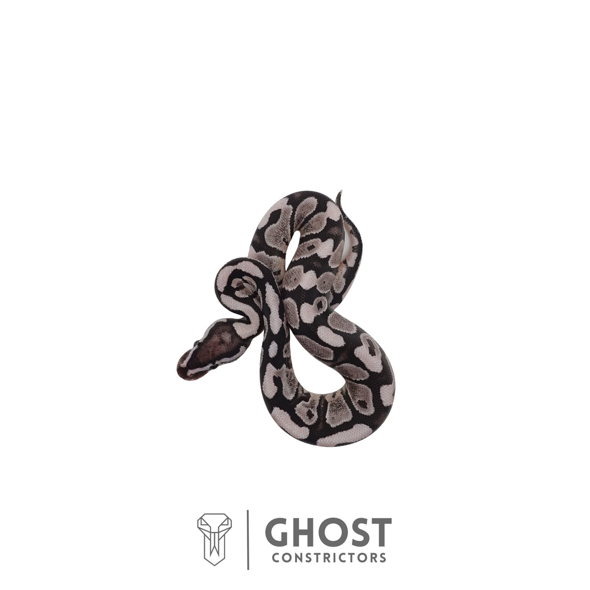 Axanthic (VPI) Ball Python | Male