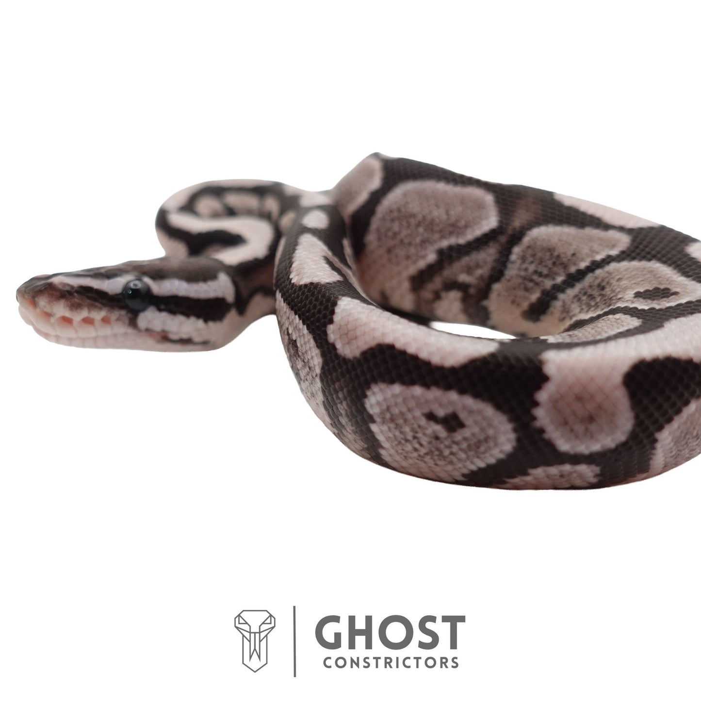 Axanthic (VPI) Ball Python | Male