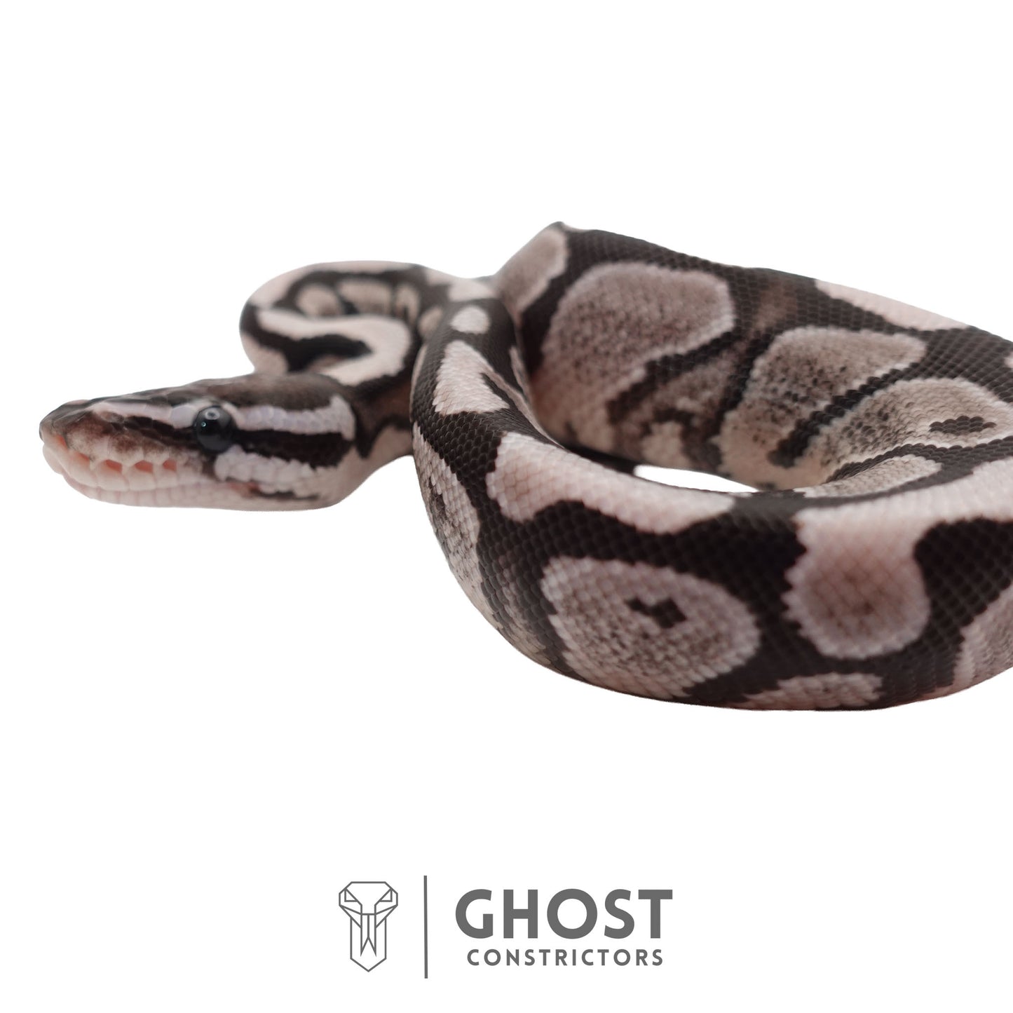 Axanthic (VPI) Ball Python | Male