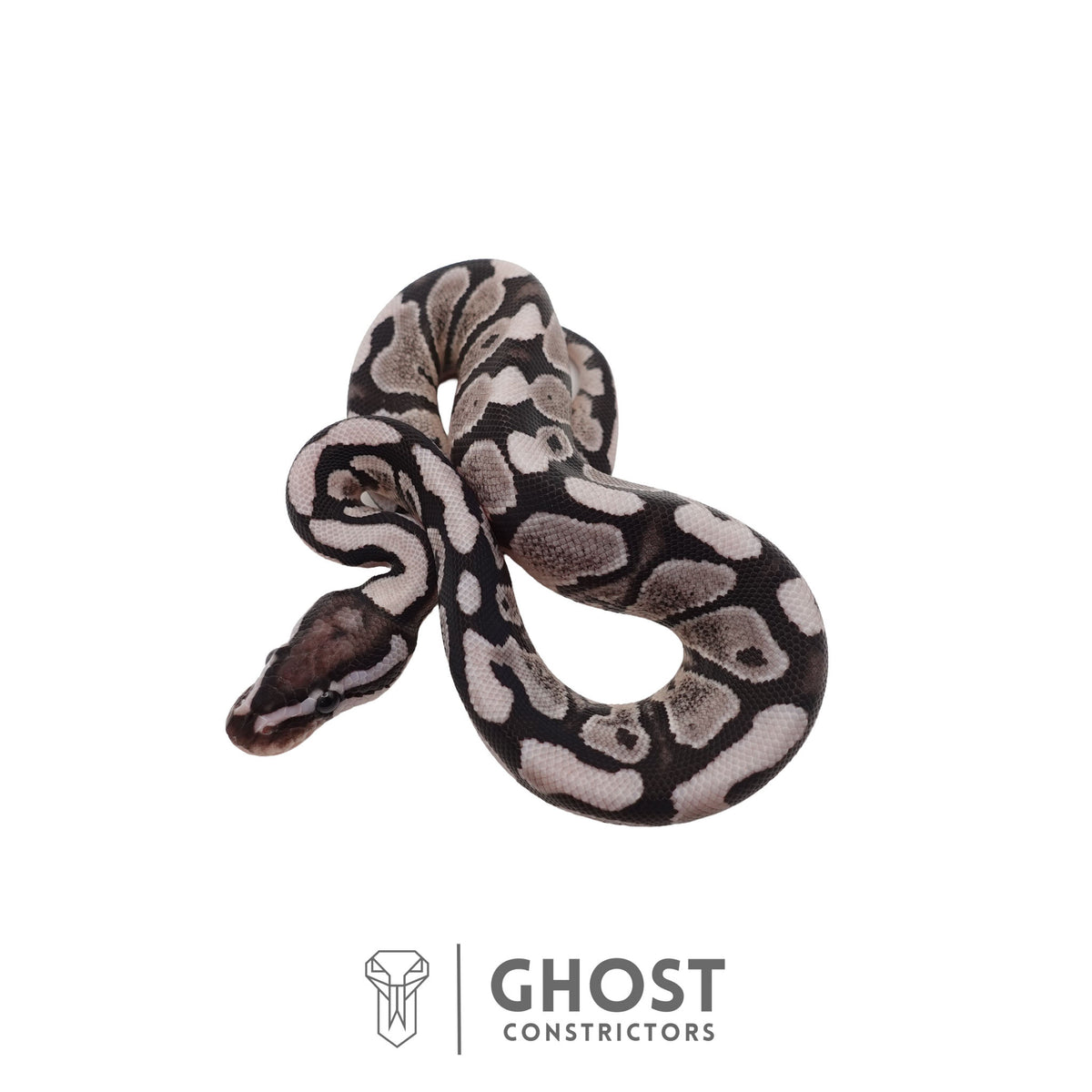 Axanthic (VPI) Ball Python | Male