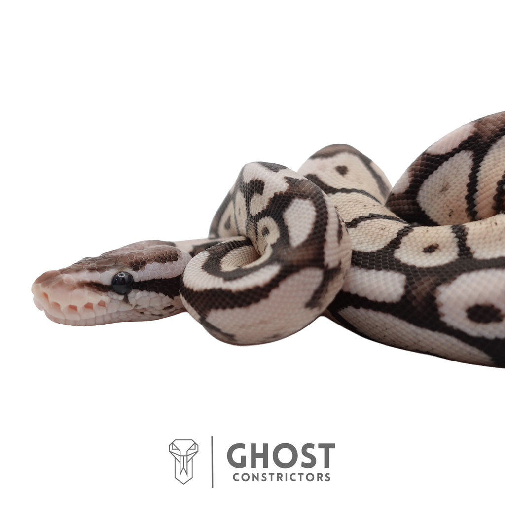 Roxy | Ball Python