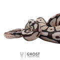 Roxy | Ball Python