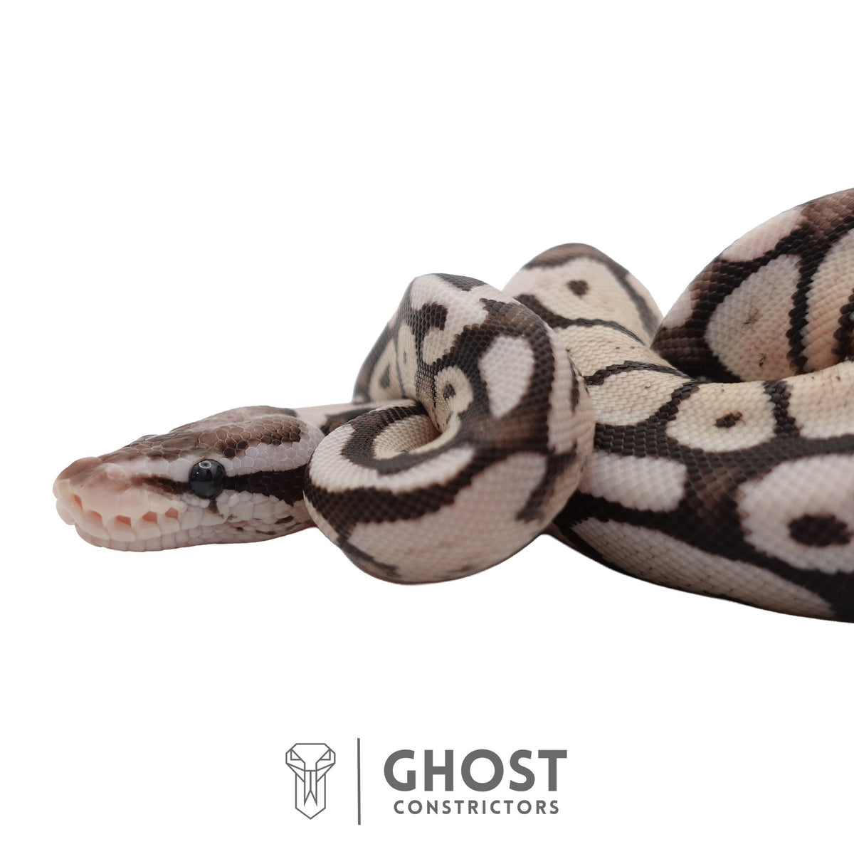 Axanthic (VPI), Pastel Ball Python | Female