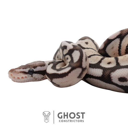 Axanthic (VPI), Pastel Ball Python | Female