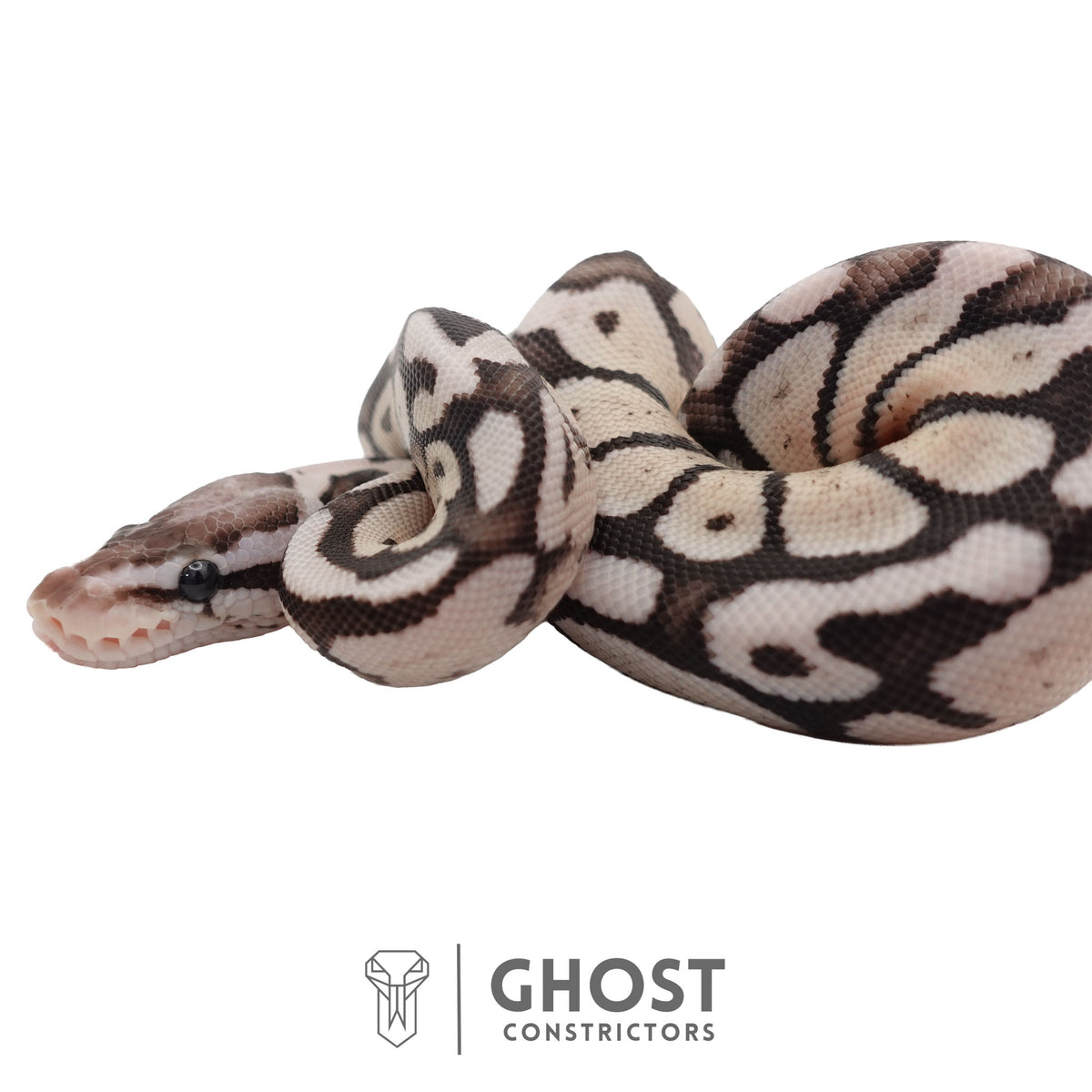 Axanthic (VPI), Pastel Ball Python | Female