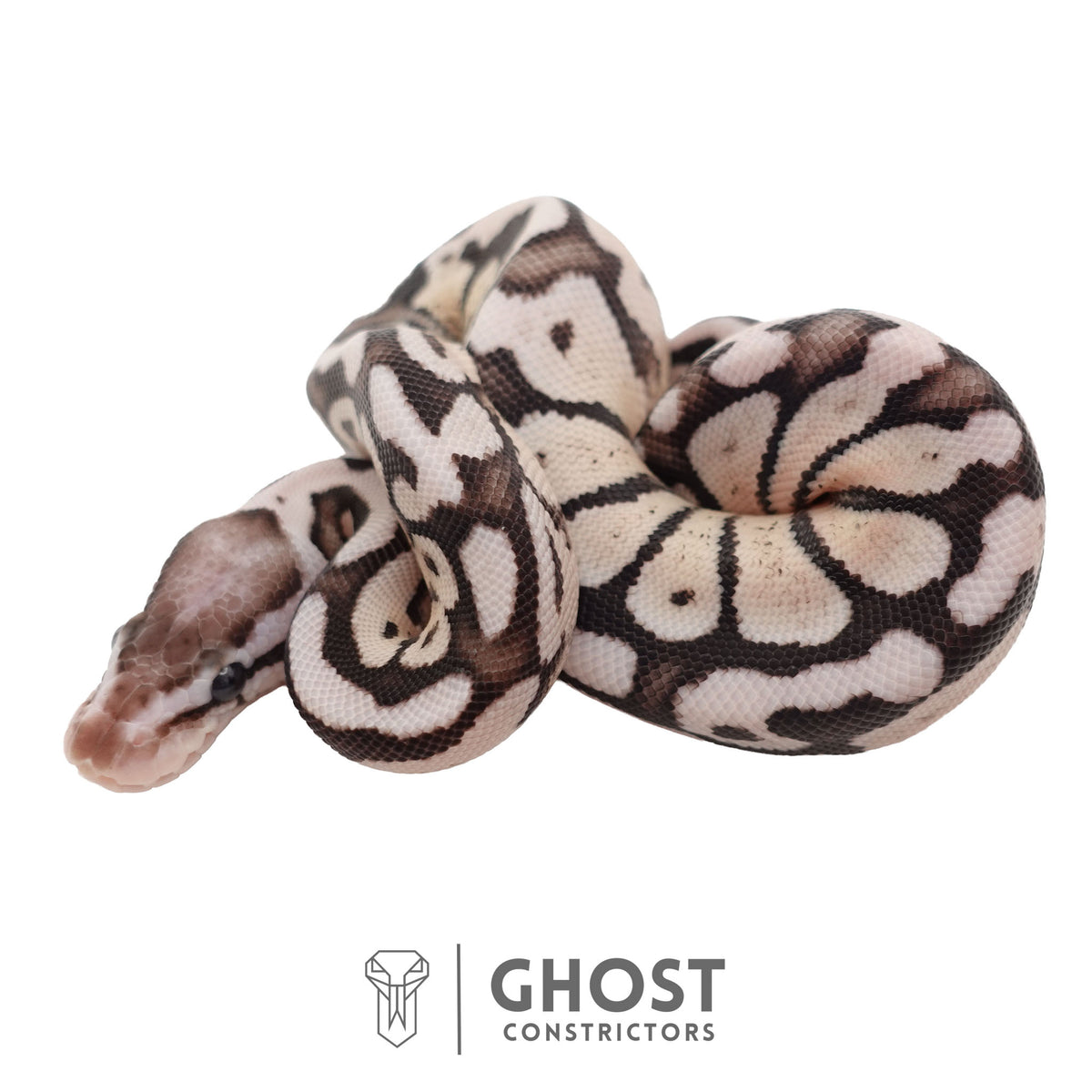 Axanthic (VPI), Pastel Ball Python | Female