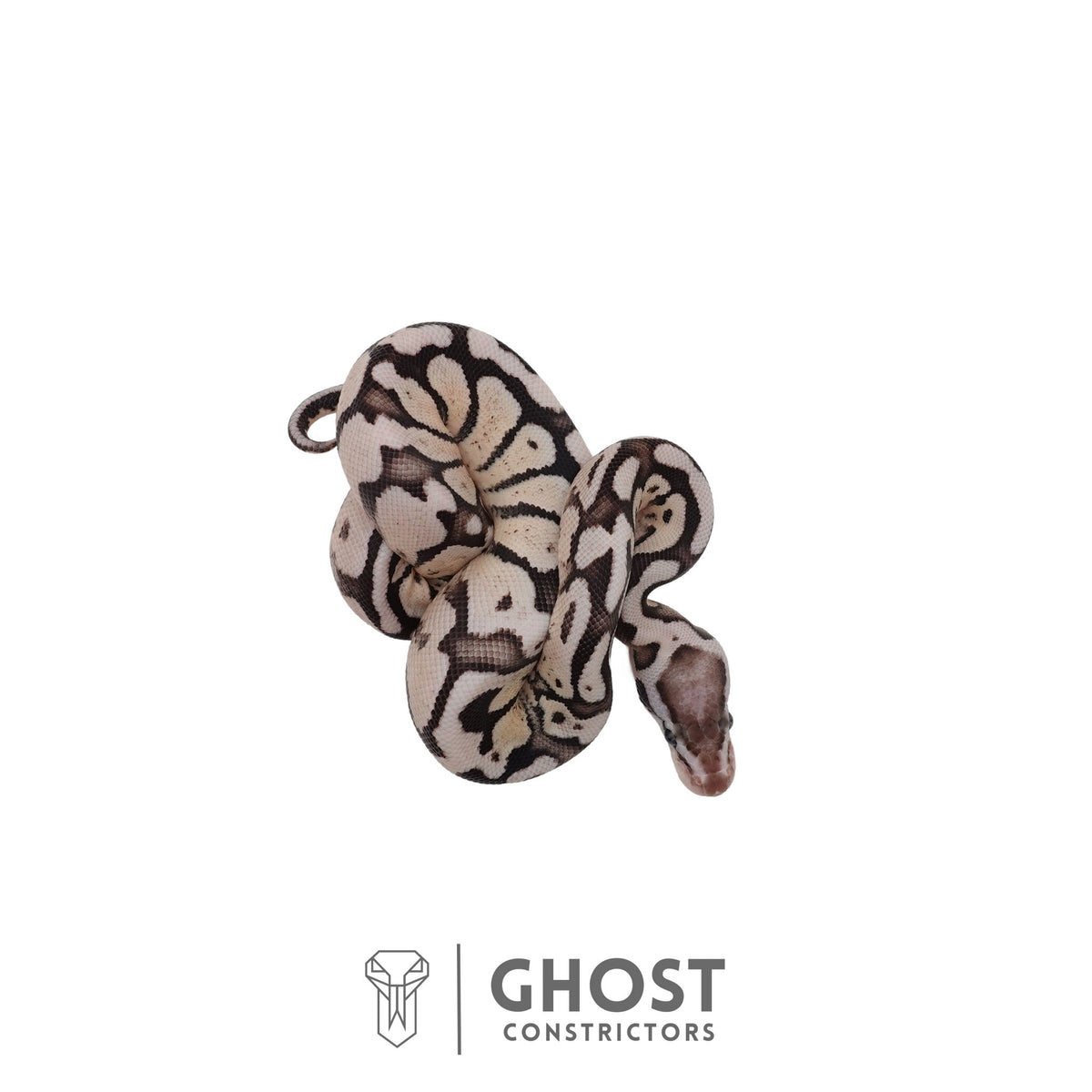 Axanthic (VPI), Pastel Ball Python | Female